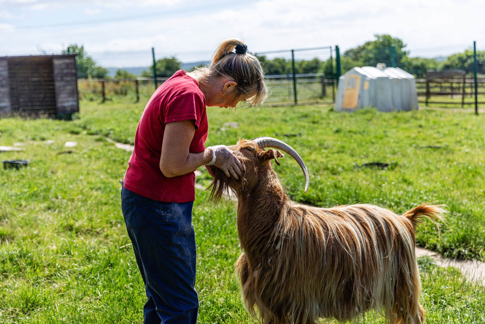A resident goat at All Creatures Great and Small with a staff member