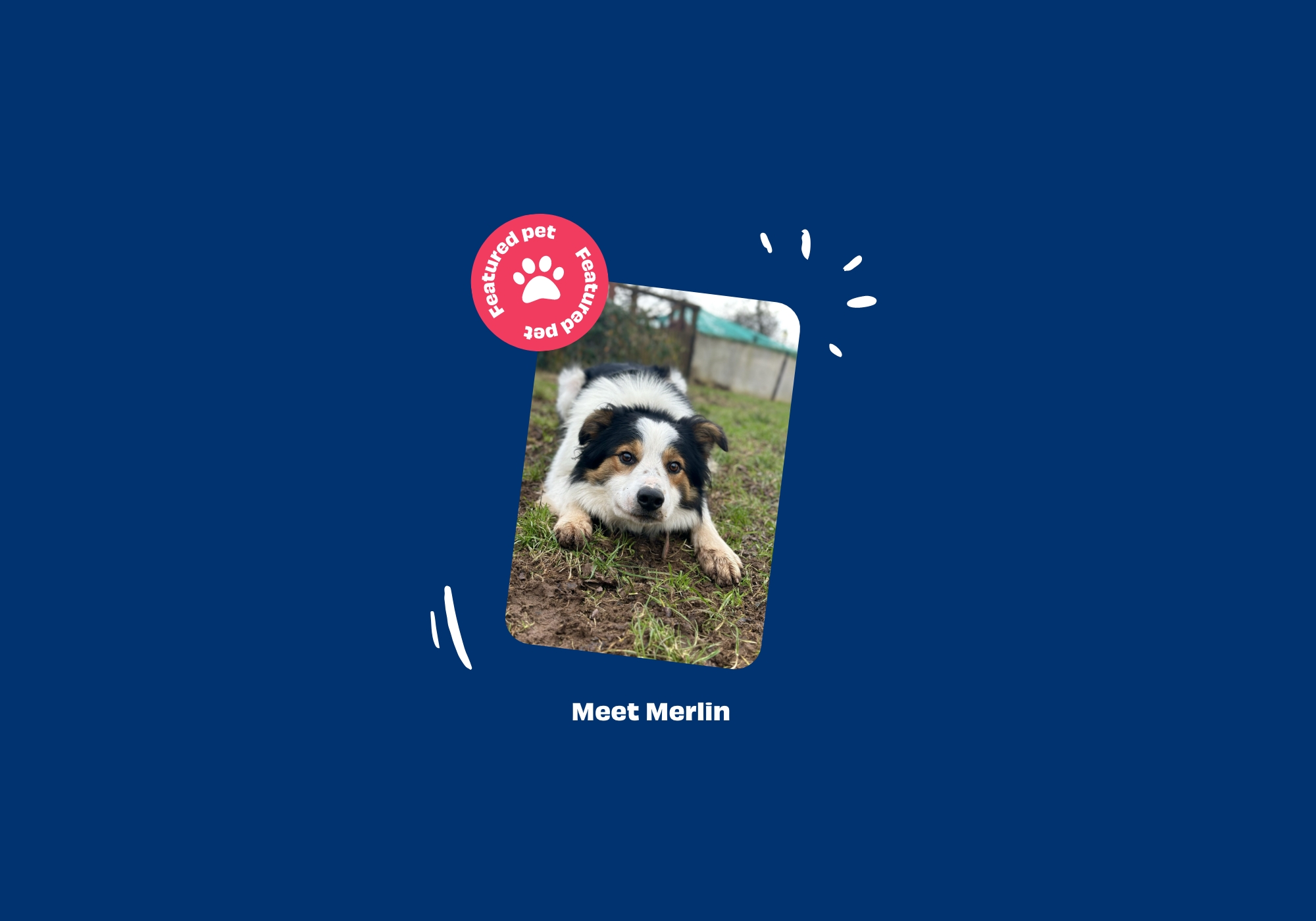 Featured pet component, featuring a dog for adoption with a badge